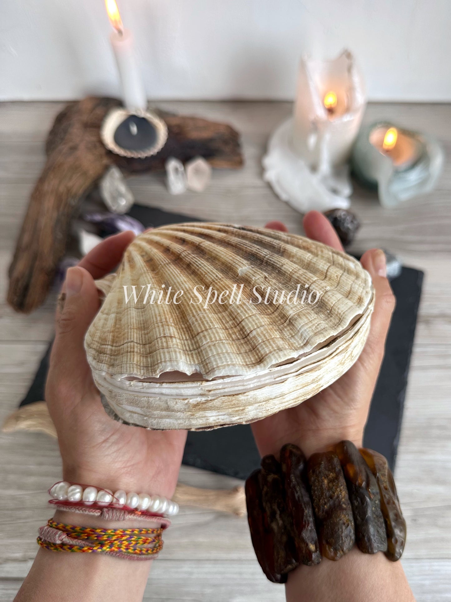 Extra large Beige scallop shell journal